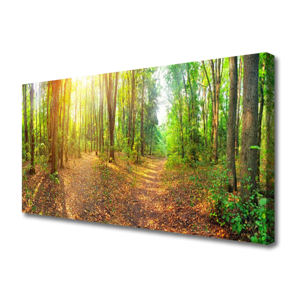 Fototryck canvas Sun Nature Forest Path