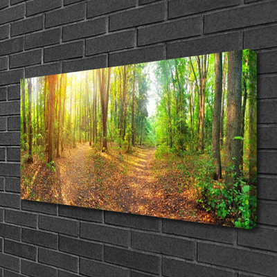 Fototryck canvas Sun Nature Forest Path