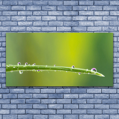 Bild på canvas Daggdroppe på gräset