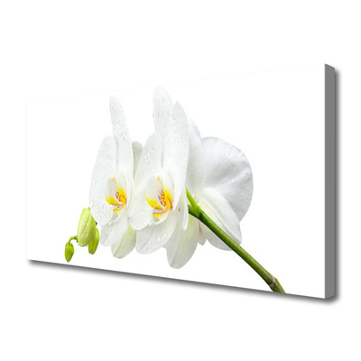 Fototryck canvas Vita orkidéblommor