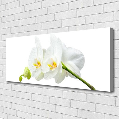 Fototryck canvas Vita orkidéblommor