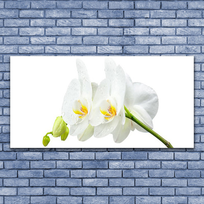 Fototryck canvas Vita orkidéblommor