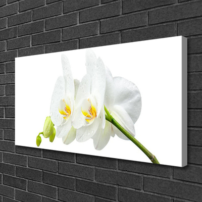 Fototryck canvas Vita orkidéblommor