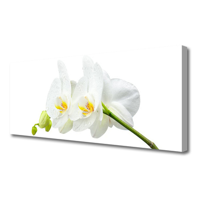 Fototryck canvas Vita orkidéblommor