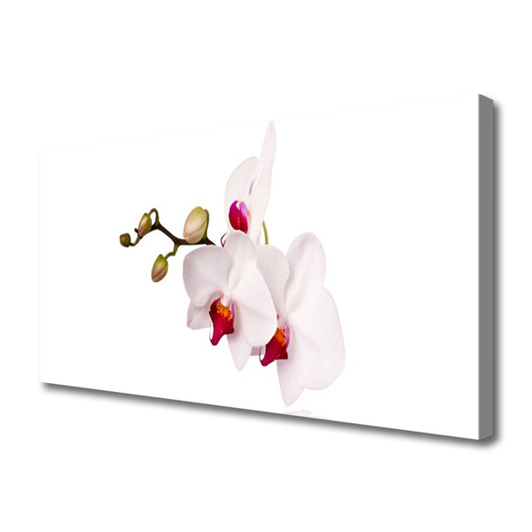 Canvas bild Blommor Natur Orchid