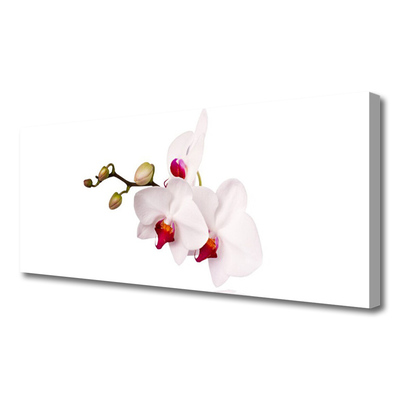 Canvas bild Blommor Natur Orchid