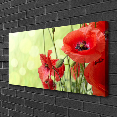 Bild canvas Vallmo Blommor Natur Växt