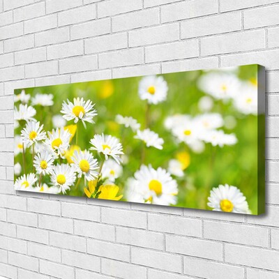 Canvas bild Daisy blomma växt