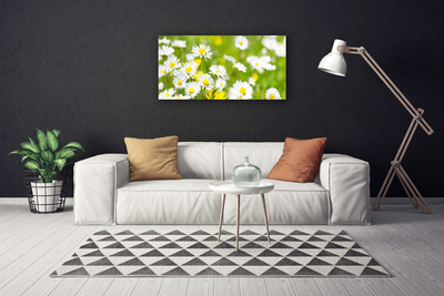 Canvas bild Daisy blomma växt