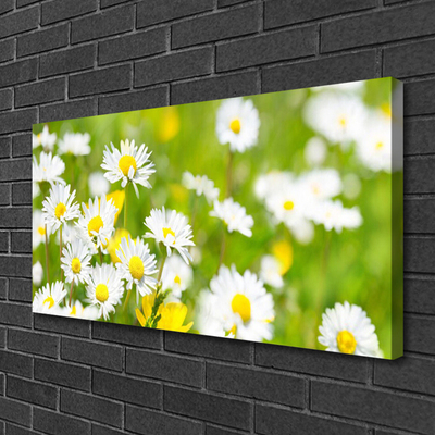 Canvas bild Daisy blomma växt