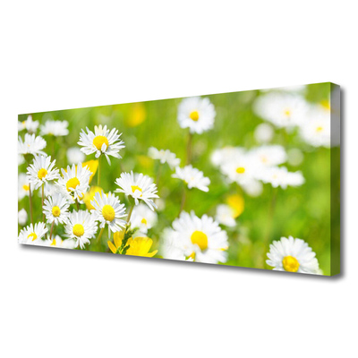 Canvas bild Daisy blomma växt