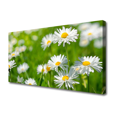 Fototryck canvas Daisy blomma växt