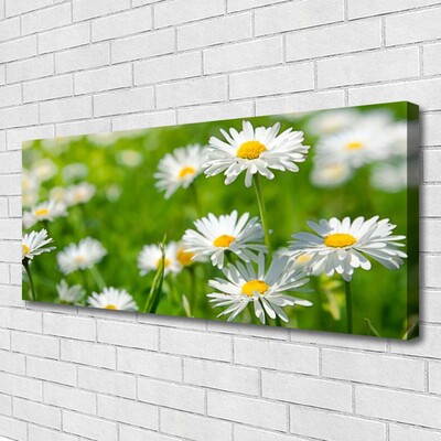 Fototryck canvas Daisy blomma växt