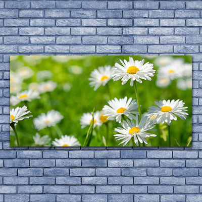 Fototryck canvas Daisy blomma växt