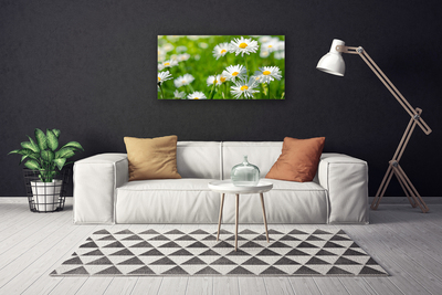 Fototryck canvas Daisy blomma växt