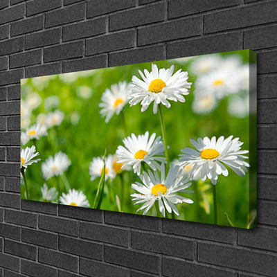 Fototryck canvas Daisy blomma växt