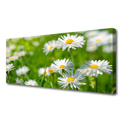 Fototryck canvas Daisy blomma växt