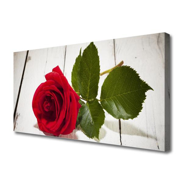 Canvas bild Rose Flower Plant Nature