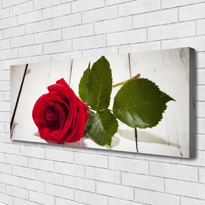 Canvas bild Rose Flower Plant Nature