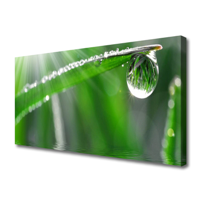 Bild canvas Drop Dew Leaf Grass