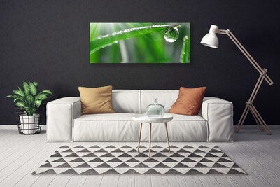 Bild canvas Drop Dew Leaf Grass