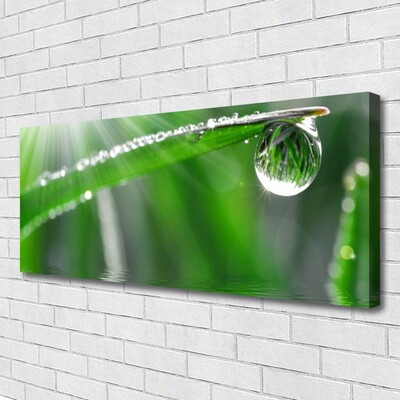 Bild canvas Drop Dew Leaf Grass