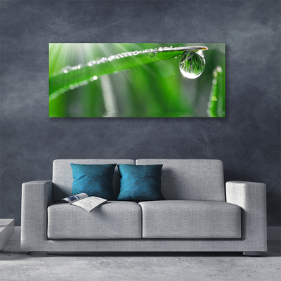 Bild canvas Drop Dew Leaf Grass