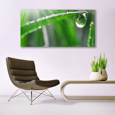 Bild canvas Drop Dew Leaf Grass