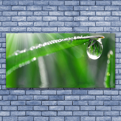 Bild canvas Drop Dew Leaf Grass