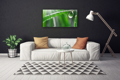 Bild canvas Drop Dew Leaf Grass