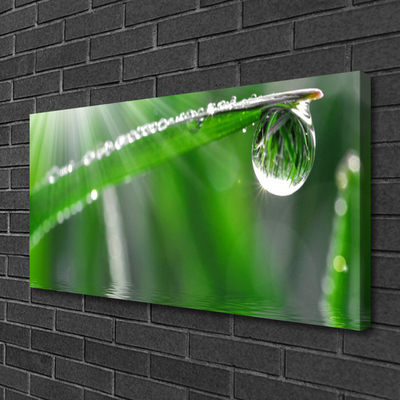 Bild canvas Drop Dew Leaf Grass