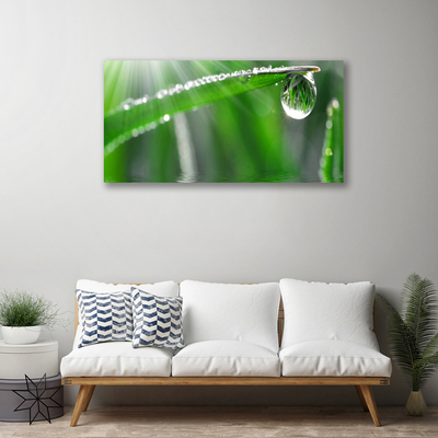 Bild canvas Drop Dew Leaf Grass