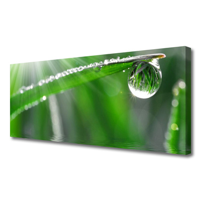 Bild canvas Drop Dew Leaf Grass