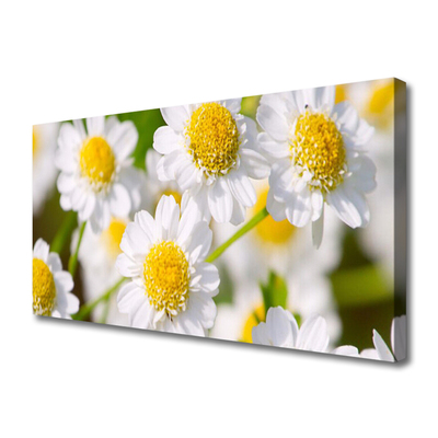 Canvas bild Blommor Daisy Nature