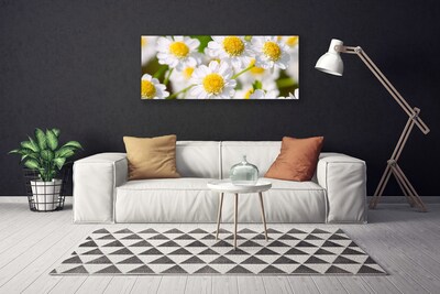 Canvas bild Blommor Daisy Nature