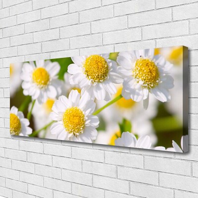 Canvas bild Blommor Daisy Nature