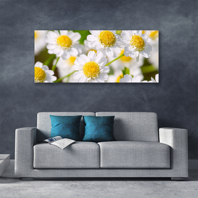 Canvas bild Blommor Daisy Nature