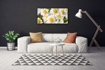 Canvas bild Blommor Daisy Nature