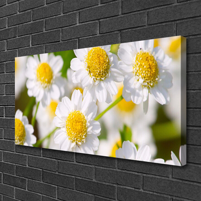 Canvas bild Blommor Daisy Nature