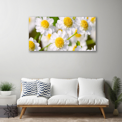 Canvas bild Blommor Daisy Nature