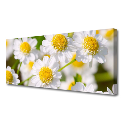 Canvas bild Blommor Daisy Nature