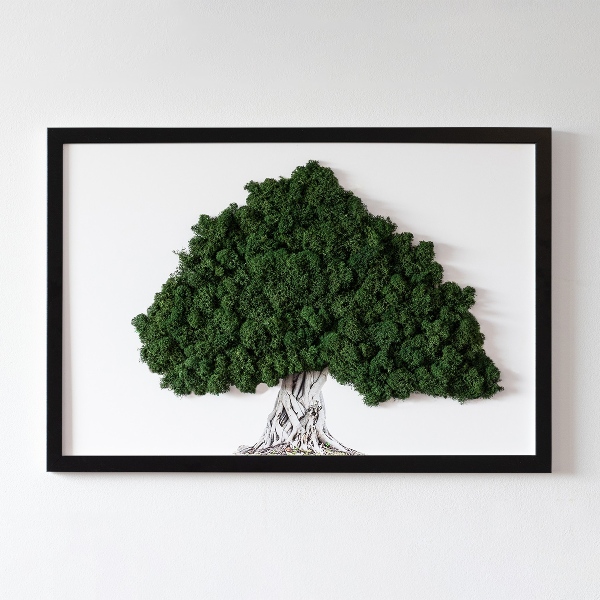 Mossbild Träd med rötter på en vit bakgrund