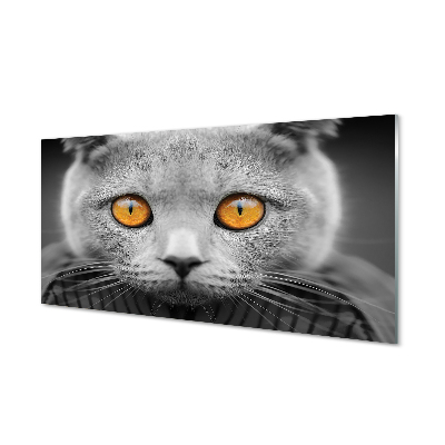 Bild på glas Brittisk grå katt