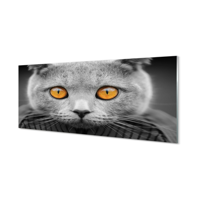 Bild på glas Brittisk grå katt