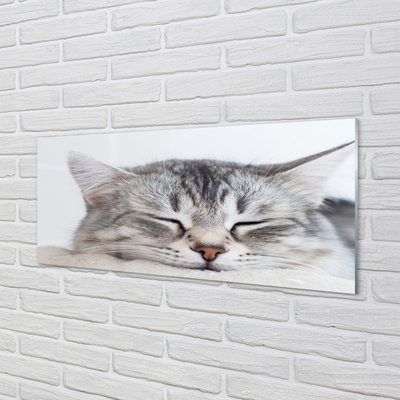 Glas bild Sovande katt