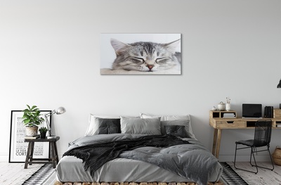 Glas bild Sovande katt