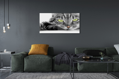 Bild på glas Grå och svart katt