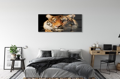 Glasbild Tiger