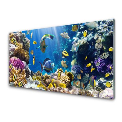 Glasbild Korallrevs natur