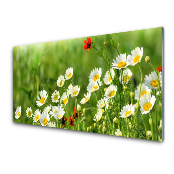 Glas bild Daisy Plant Nature